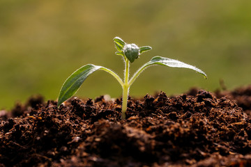 New plant seed germinting from the soil