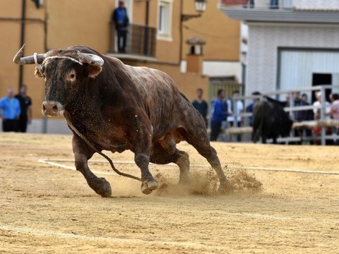 Toro Bilder Durchsuchen 40,931 Archivfotos, und Videos