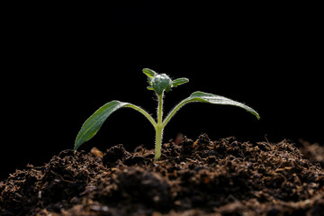 New plant seed germinting from the soil