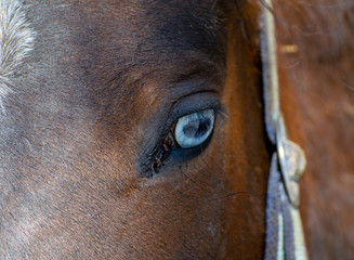 Pferd mit weißen Augen