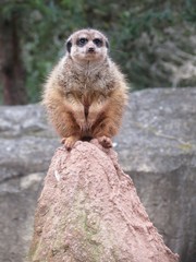Erdmännchen hält Wache