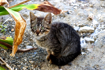 Little tabby cat with piercing green eye