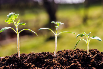 New plants seeds germinting from the soil