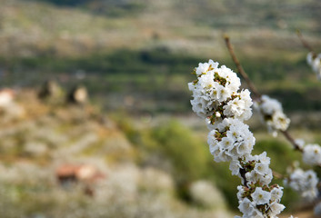 Cherry Blossom at the Jerte Valley, Extremadura, Spain.