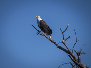 Fototapeta premium Eagle in the river Okavango Delta, Botswana, Africa