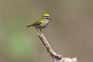 Sommergoldhähnchen