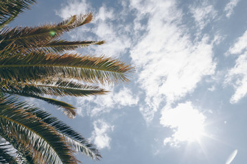 palm trees against blue sky. palm tree leaves at tropical coast, vintage toned and stylized, coconut tree,summer tree ,retro, ideal background. enough room for copy, space and text