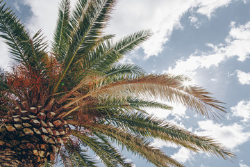 palm trees against blue sky. palm tree leaves at tropical coast, vintage toned and stylized, coconut tree,summer tree ,retro, ideal background. enough room for copy, space and text