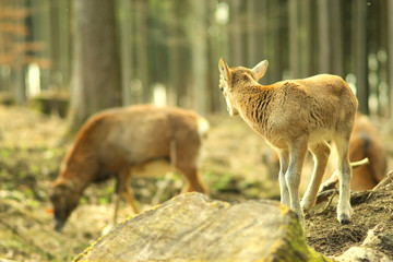 Fototapeta premium junges Reh schaut in Richtung Wald