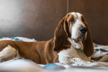 Beautiful brown and white Basset Hound dog.