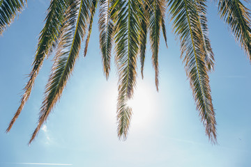 palm trees against blue sky. palm tree leaves at tropical coast, vintage toned and stylized, coconut tree,summer tree ,retro, ideal background. enough room for copy, space and text