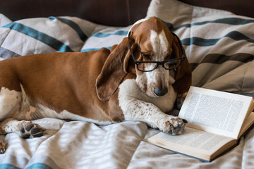 Basset Hound dog brown and white intelligent intellectual reading book of glasses on the bed.