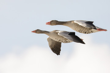 greylag goose