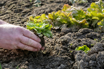 Planting green salad in the garden
