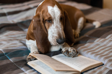 Basset Hound dog brown and white intelligent intellectual reading book of glasses on the bed.