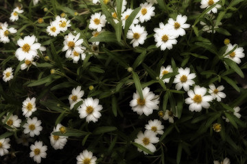 Obraz premium Knock out daisy