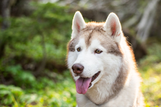 Close-up image of Beautiful dog breed Siberian husky in the forest on a sunny day in summer. Profile portrait of gorgeous beige husky male on the green grass and trees background