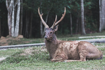 Beautiful deer is sitting.