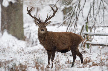 Red Deer Stag (Cervus elaphus)/Red Deer Stag in the centre of a snow covered forest