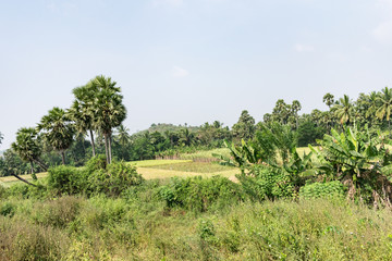 Fototapeta na wymiar A view of farmland with a variety of crops.