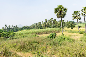 Obraz premium A view of farmland with a variety of crops.