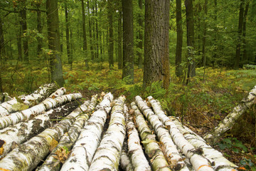 Dzika przyroda © KrólestwoNauki