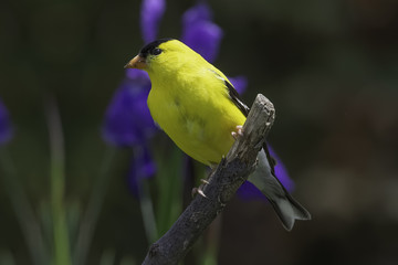 Goldfinch in the Iris