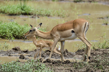 Impala, femelle et jeune, Aepyceros melampus, Afrique du Sud