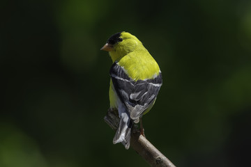Goldfinch Looking Back