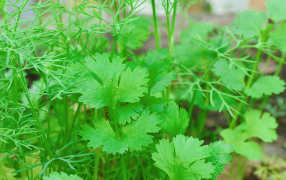 coriander and dill  growing in gardening