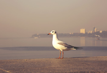 White Bird at Marine Drive Mumbai