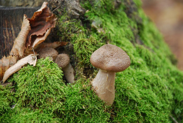 small fungus in the forest