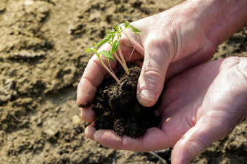 Planting young tomato plant in the garden