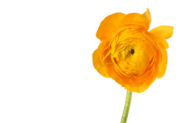 Fototapeta na wymiar Yellow anemone flower isolated