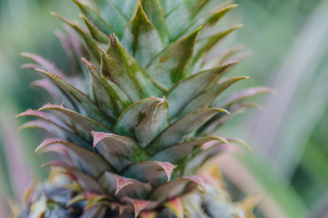 Obraz premium Pineapple fruit close up shot