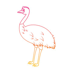 wild emu australian bird