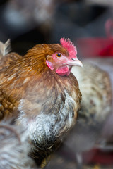 Chickens on the farm. Toned, style, color photo.