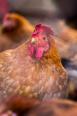 Chickens on the farm. Toned, style, color photo.
