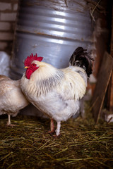 Chickens on the farm. Toned, style, color photo.