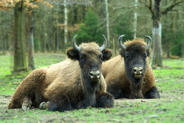 Fototapeta premium zwei Wisent, Tiere auf einer Wiese 