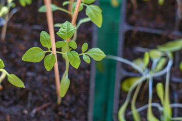 Setzlinge in der Erde pflanzen