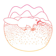 platypus in the camp wild animal australian