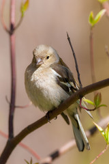 chaffinch close up