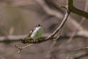 Flycatcher in the spring