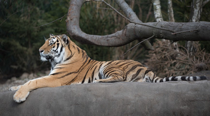 Tiger liegend auf Lauer