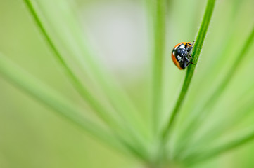 macro of ladybug on green leaf