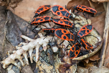 Fire Bug (Pyrrhocoris apterus)
