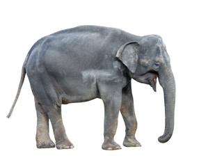 Fototapeta na wymiar Elephant close up. Big grey walking elephant isolated on white background. Standing elephant full length close up. Female Asian elephant. 