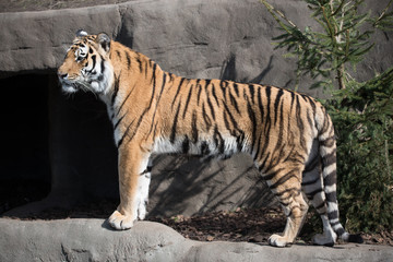 Sibirischer Tiger