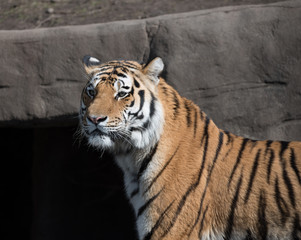 Sibirischer Tiger